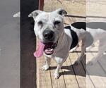 Small #5 Boxer Mix