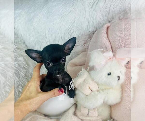 Medium Photo #25 Chihuahua Puppy For Sale in MIAMI, FL, USA