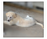 Puppy 2 Golden Labrador