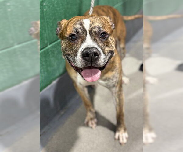 Medium Photo #1 Mutt Puppy For Sale in Forestville, MD, USA