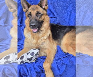 Zeus - Male German Shepherd Dog Dog for Adoption - Photo #3
