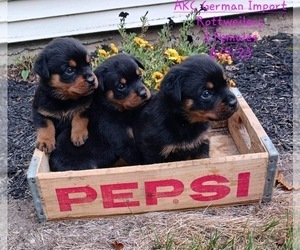 Rottweiler Puppy for Sale in TOPEKA, Indiana USA