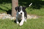 Small Photo #1 Great Dane Puppy For Sale in MILLERSBURG, IN, USA
