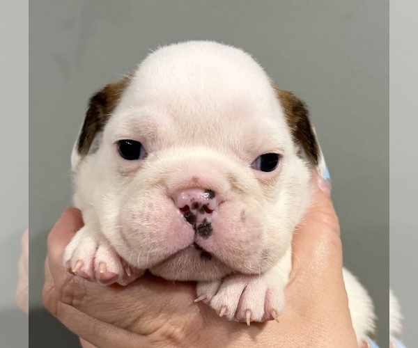 Medium Photo #38 English Bulldog Puppy For Sale in EVEREST, KS, USA