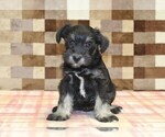 Small #2 Schnauzer (Miniature)