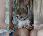 Small #8 Pembroke Welsh Corgi