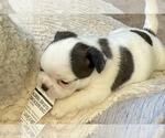 Small #10 American Bullnese