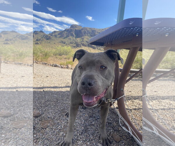 Medium Photo #3 American Pit Bull Terrier-Unknown Mix Puppy For Sale in Chandler, AZ, USA