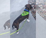 Small #2 Boglen Terrier