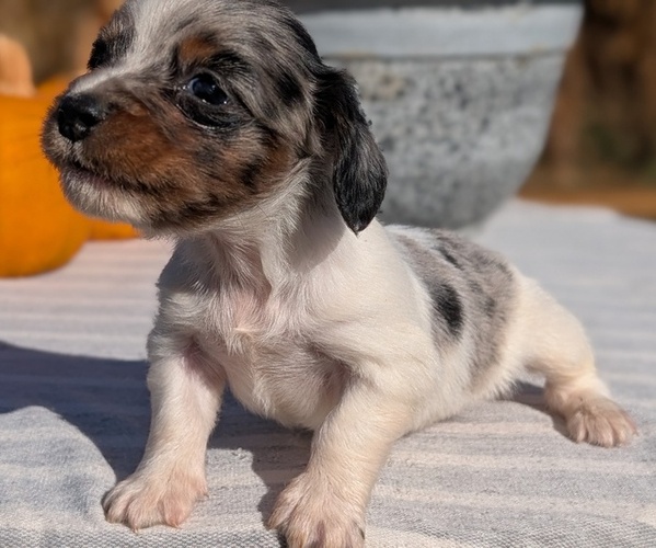 Medium Photo #42 Dachshund Puppy For Sale in GOSHEN, IN, USA