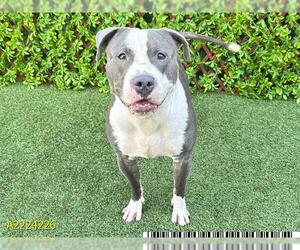 American Pit Bull Terrier Dogs for adoption in West Palm Beach, FL, USA