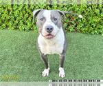Small American Pit Bull Terrier