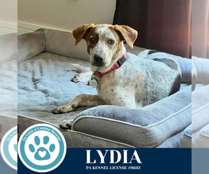 Mutt Dogs for adoption in Kimberton, PA, USA