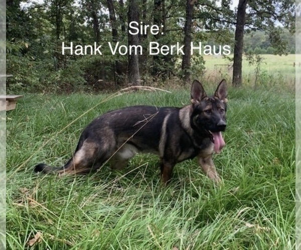 Medium Photo #1 German Shepherd Dog Puppy For Sale in DEPEW, OK, USA