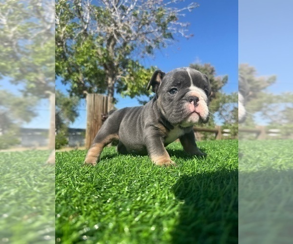 Medium Photo #3 English Bulldog Puppy For Sale in LA JOLLA, CA, USA