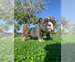 Small #2 English Bulldog