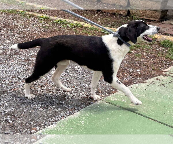 Medium Photo #2 Collie-Unknown Mix Puppy For Sale in Rustburg, VA, USA