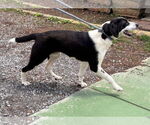 Small #1 Collie Mix