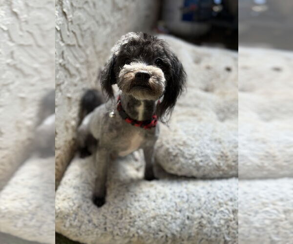 Medium Photo #3 Poovanese Puppy For Sale in Phoenix, AZ, USA