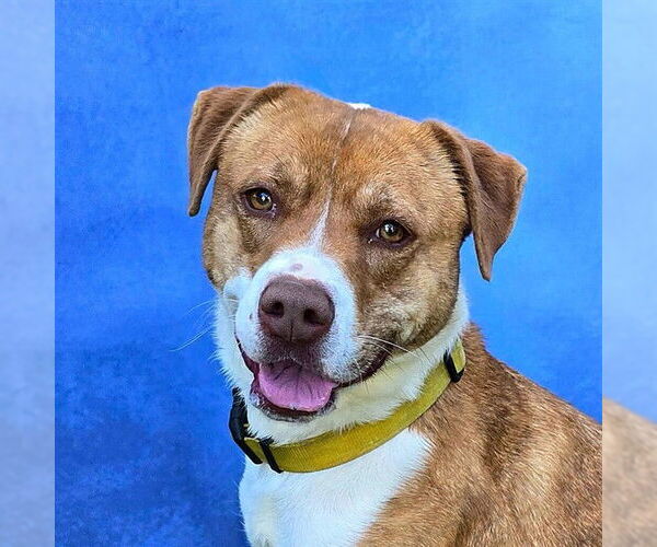 Medium Photo #2 Labrador Retriever-Unknown Mix Puppy For Sale in Long Beach, CA, USA