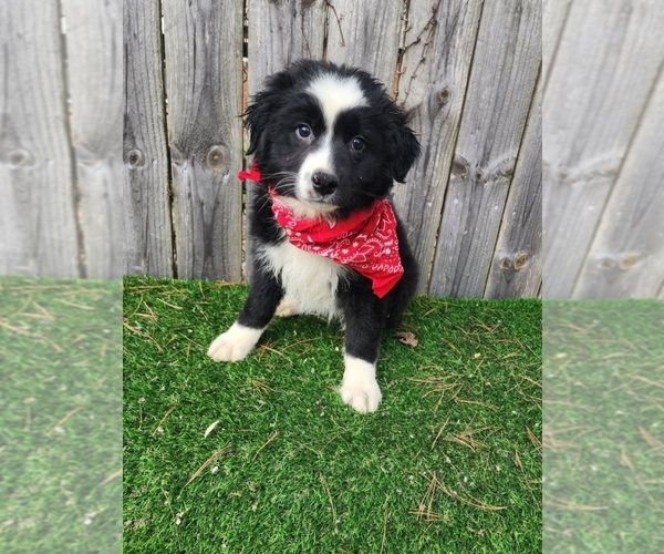 Medium Photo #1 Australian Shepherd Puppy For Sale in INDIANAPOLIS, IN, USA