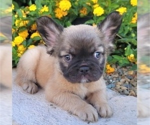 French Bulldog Puppy for Sale in LAS VEGAS, Nevada USA