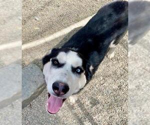 Siberian Husky Dogs for adoption in Frisco, CO, USA