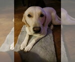 Small Labrador Retriever Mix
