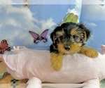 Small #5 Morkie
