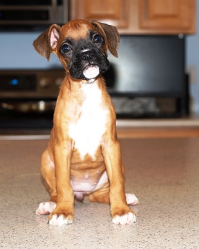 Medium Photo #1 Boxer Puppy For Sale in HIGH POINT, NC, USA