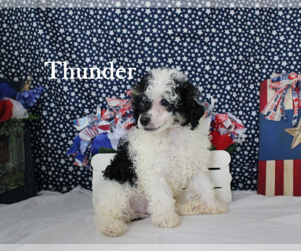 Medium Photo #12 Poodle (Toy) Puppy For Sale in CHANUTE, KS, USA