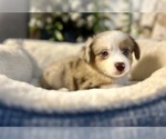 Small #1 Australian Shepherd