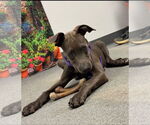 Small #2 Great Dane-Weimaraner Mix