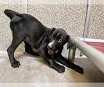 Small Labrador Retriever Mix