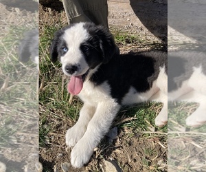 Bernedoodle-Great Pyrenees Mix Puppy for sale in MILTON, TN, USA