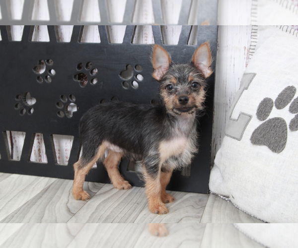 Medium Photo #1 Chorkie Puppy For Sale in MARIETTA, GA, USA