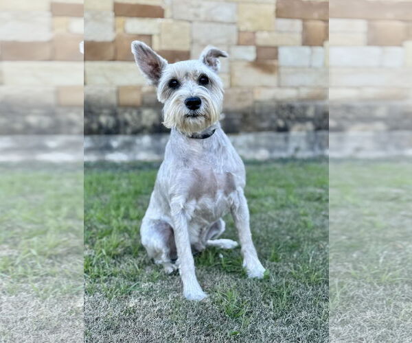 Medium Photo #1 Mutt Puppy For Sale in PIPE CREEK, TX, USA