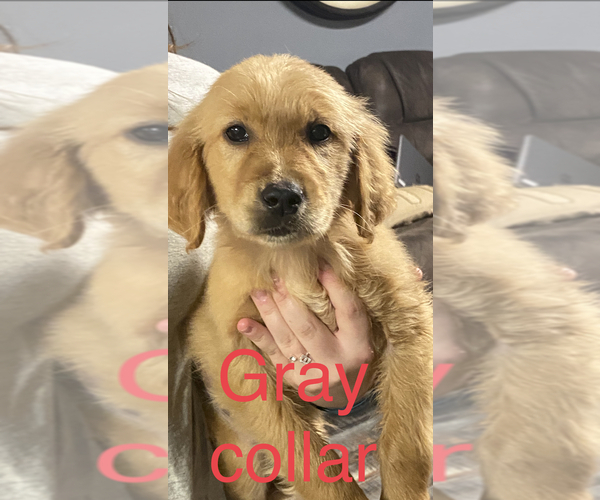 Medium Photo #5 Golden Retriever Puppy For Sale in BLOOMBURG, TX, USA