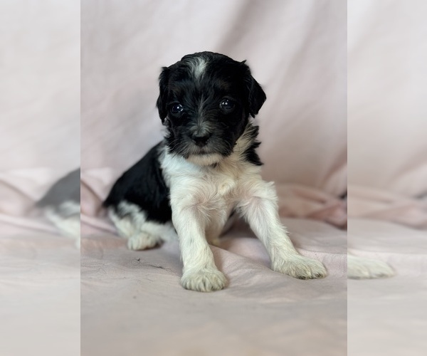 Medium Photo #4 Bernedoodle (Miniature) Puppy For Sale in LONGMONT, CO, USA