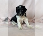 Oreo - Female Bernedoodle (Miniature) Puppy for Sale - Photo #4