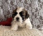 Small #4 Cavachon-Shih Tzu Mix