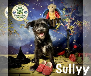 Captain Sully - Male Mutt Dog for Adoption - Photo #9