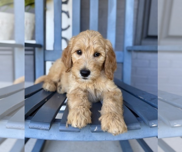 Medium Photo #3 Goldendoodle Puppy For Sale in FRANKLIN, IN, USA
