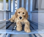 Small #2 Goldendoodle