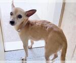 Small #1 Chihuahua