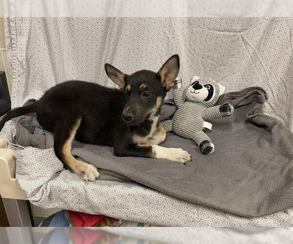 Medium Photo #1 Gerberian Shepsky Puppy For Sale in Modesto, CA, USA
