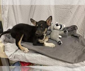 Gerberian Shepsky Dogs for adoption in Modesto, CA, USA