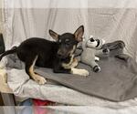 Small Gerberian Shepsky