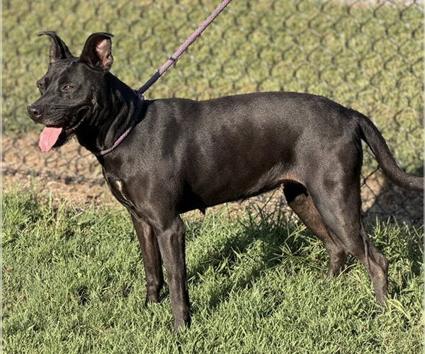 Medium Photo #1 Mutt Puppy For Sale in Lake Wylie, SC, USA