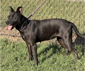 Mutt Dogs for adoption in Lake Wylie, SC, USA